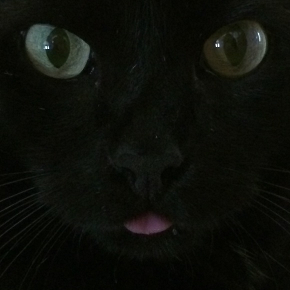 Meet your Posher, Veronica - Picture 4 of 4